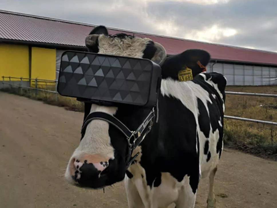 人不如牛幸福？奶牛戴VR全景眼镜助顺利产奶！